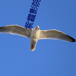 紫霞影院在线观看 （束手就禽）