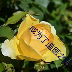 成为了道医之后 （身临其境）