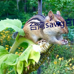 ̨sawg Сʹ룩