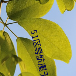 51区导(dǎo)航属(shǔ)于你的网址