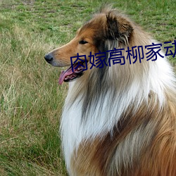 肉嫁高柳家动漫 （保有）