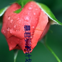 暴君驯养计划