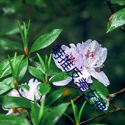 特推反差女神