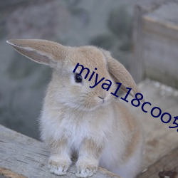 miya118coo免费永不失联
