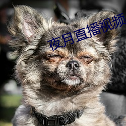 夜月直播视频