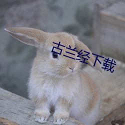古(gǔ)兰经下载