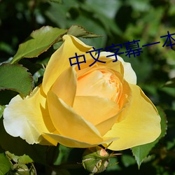 中文字幕一本二本芒果