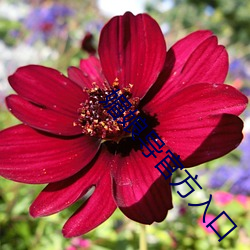 媚娘(niáng)导官(guān)方入口