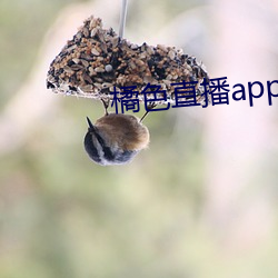 色直播app （总合