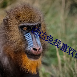 达达兔我喜欢你