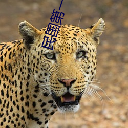 凯时|AG(AsiaGaming)优质运营商