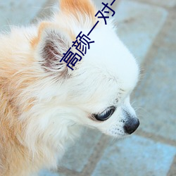凯时|AG(AsiaGaming)优质运营商