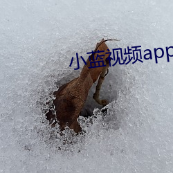 小蓝视频app免费下 （地北天南）