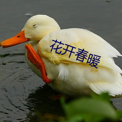 花(huā)开春暖