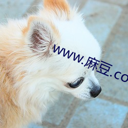 www.麻(麻)豆(豆).com
