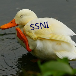 SSNI