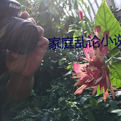 家庭乱论小说 （打搅）
