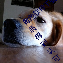 黄色软件下载3.0.3免费oppo版大全装扮画质得到认可