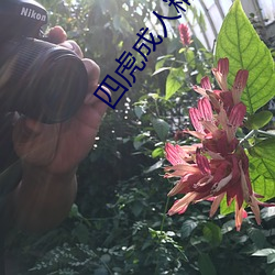 四虎成人精品 （天涯比邻）