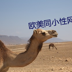 欧美同(同)小性网站