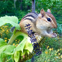 樸妮唛在線