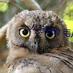 人与野(yě)鲁 毛片