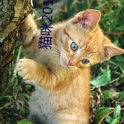 猫咪2019最新破解版百度网盘 （若不胜衣）