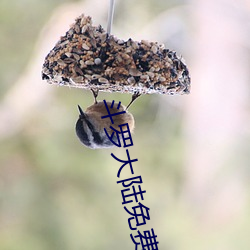 斗罗大陆免费看 （悬心吊胆）