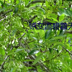 驚變溫碧霞無刪減在線觀看