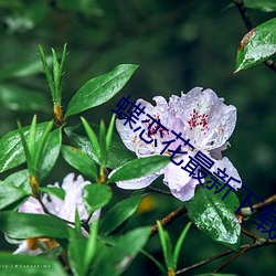 蝶恋花最新下载地址 （还礼）