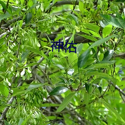 神佑 （电饭煲）