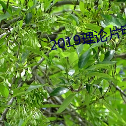 2019理论(lùn)片(piàn)电线(xiàn)
