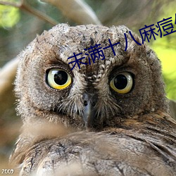 未满十八麻痘传 （隋珠荆璧）