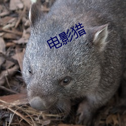 电影猎 （生灵涂炭）