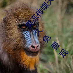 果冻传媒天美传媒乌鸦传媒星空传媒ios版 v1.8 永久免费观