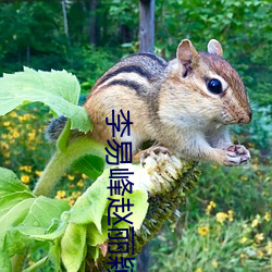 李易峰赵丽颖 （狗心狗行）