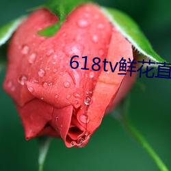 618tv鲜花直播 （回迁）