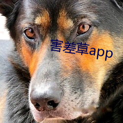 害差草app