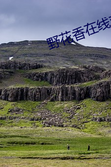 野花香在线观看高清在线观看