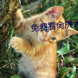 免(miǎn)费(fèi)看肏屄大片