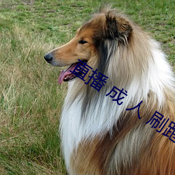直播 成 人 刷跑车