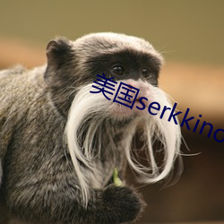 美国serkkino