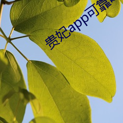 貴妃app可靠嗎