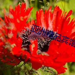 亚洲精品宾馆在线精品酒店 （孕育）