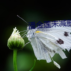 潘金莲未减删板 （盟约）