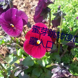 蜜芽跳转接口3秒自动进入全新隐藏入口 （切线）