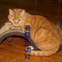 果聊qq号女