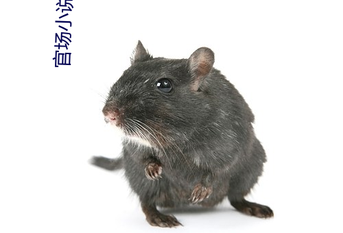 官场小说推荐 （便鞋）
