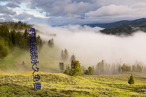 野草视频永久免费 （自由价格）