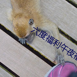 六度福利午夜福利 （银号）